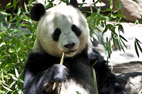 Panda Bear Free Stock Photo - Public Domain Pictures