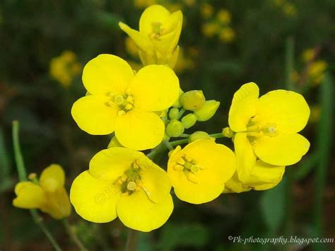 Canola | Nature, Cultural, and Travel Photography Blog