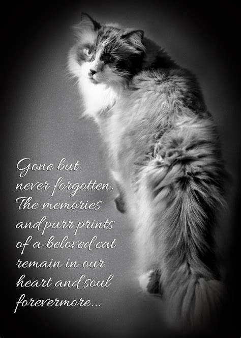 Pin on Healing Pet Loss for Cats - Books and Inspiration Quotes