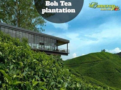 Boh Tea Plantations Cameron Highlands - Cameron Highlands Online 2024