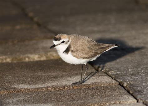 Pixie Birding: Kentish Plover - Audenshaw Reservoir, Manchester