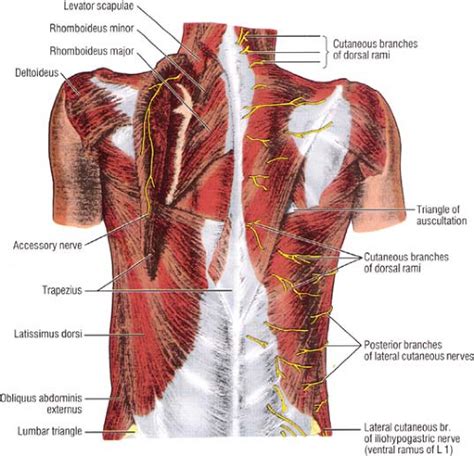 Applied Anatomy of the Chest Wall and Mediastinum | Basicmedical Key