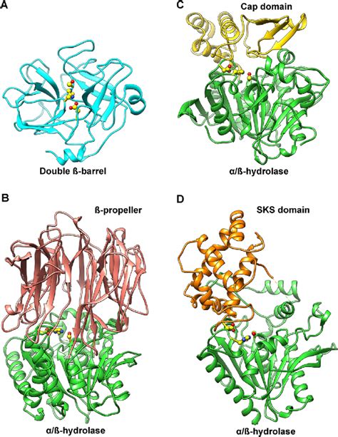 Three-dimensional structures of the serine proteases from the two most... | Download Scientific ...