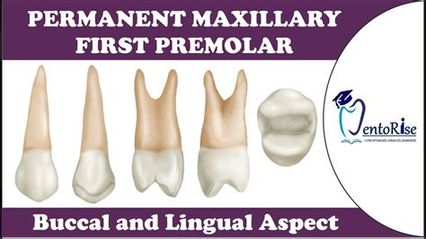 Permanent Maxillary First Premolar – Buccal and Lingual aspect | Tooth ...