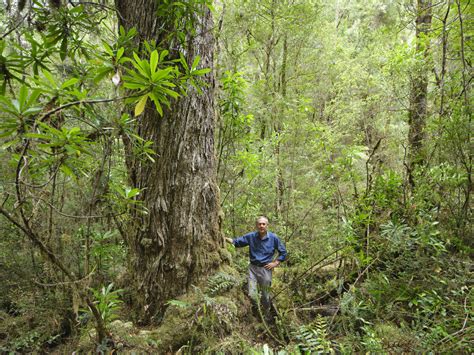 Treasure in the trees: ancient stand of Huon pines 'discovered' - Australian Geographic