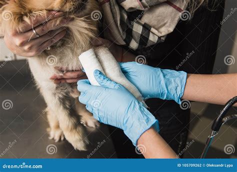 Veterinarian Putting Bandage on Injured Paw of Dog Stock Photo - Image ...