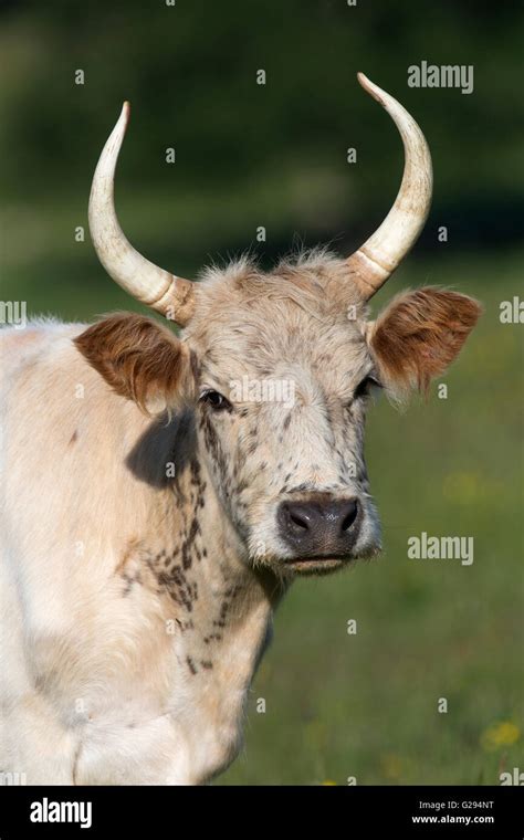 Chillingham Cattle High Resolution Stock Photography and Images - Alamy