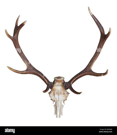 antlers of a huge stag isolated on white background Stock Photo - Alamy