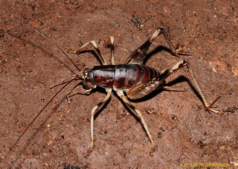 Big cave cricket (Rhaphidophora oophaga) from Gomantong Caves, Malaysia, Borneo - tropicalbats.com