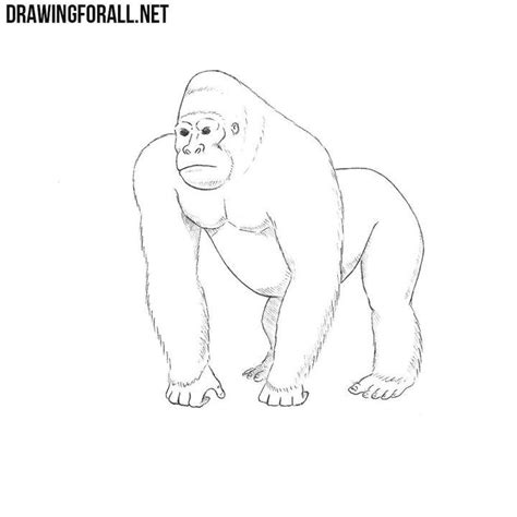 25 Easy Gorilla Drawing Ideas - How to Draw a Gorilla