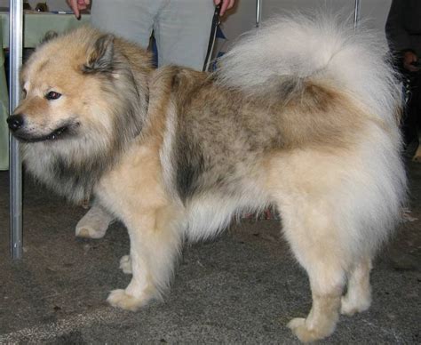 Eurasier Dog (Chow Chow-Samoyed- Keeshond Mix) Info, Temperament, Puppies, Pictures