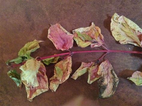 Beautiful dry leaves to paint from my art loving friend. | Dry leaf, Painting, Art