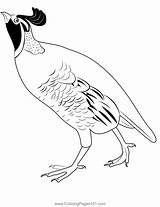 California Quail 7 Coloring Page For Kids  Free Quails Printable sketch template