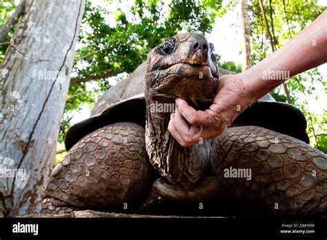 Aldabra giant tortoise, Prison island, Zanzibar, Tanzania Stock Photo ...