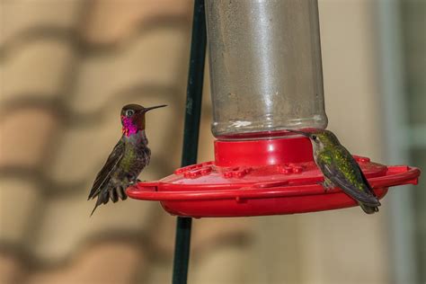 Anna's Hummingbird | Irvine, California | Travel Archive | Flickr