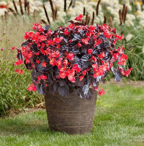 Begonia Viking™ XL Red on Chocolate F1 | All-America Selections