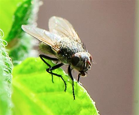 Diptera - Flies - BugGuide.Net