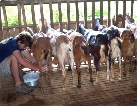 Raising small ruminants for food and profit | Edge Davao