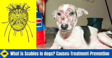 What is Scabies in Dogs? 5 Causes and How to Prevent?