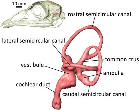 Intraspecific variation and symmetry of the inner-ear labyrinth in a population of wild turkeys ...