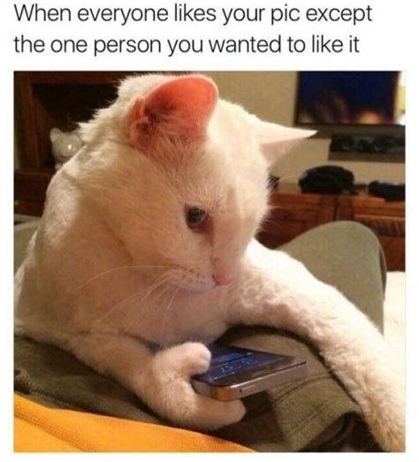 Hilarious Cats Text Posts On Tumblr – 15 Pics - FunnyFoto