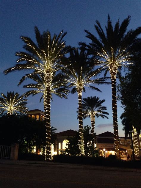 Lights on Palm trees. | Palm tree lights, Palm tree christmas lights ...