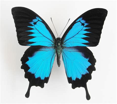 Papilio ulysses ssp. ulysses male - AUREUS butterflies & insects