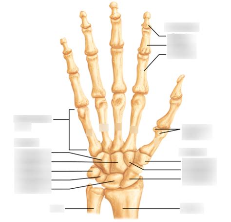 Bones of the right hand labeling Diagram | Quizlet