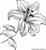 Stargazer Lily Coloring Page At GetColoringscom  Free Printable sketch template