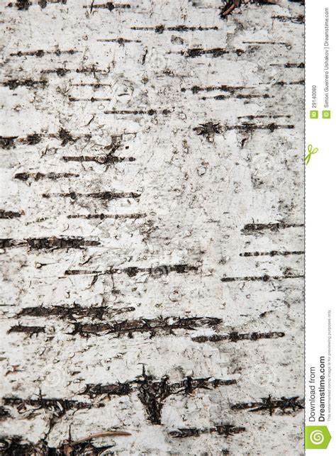 Birch Bark Wallpaper with Texture - WallpaperSafari