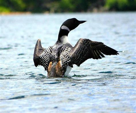 A loon lands on the water in the Adirondacks. These birds have one of the most distinctive calls ...