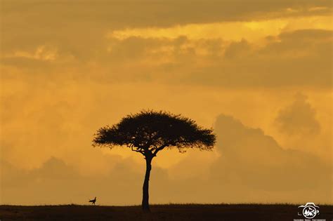 Kenya’s Best Wildlife Photography Tour - Incredible Birding