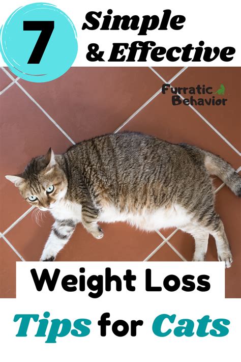 7 simple and effective cat weight loss tips – Artofit