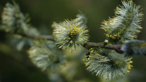 Goat Willow (Salix caprea) - British Trees - Woodland Trust