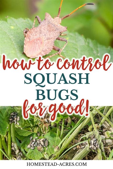 How To Get Rid Of Squash Bugs - Homestead Acres