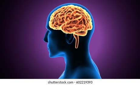 3d Illustration Human Brain Anatomy Stock Illustration 602219378 | Shutterstock