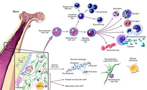 Cell Differentiation - Process and Steps, Specification/Determination