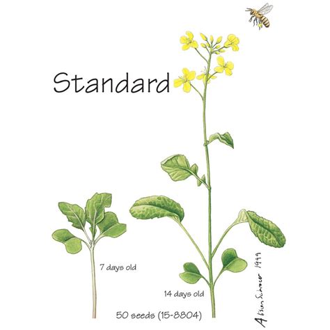 Brassica flower diagram student sheet – Telegraph