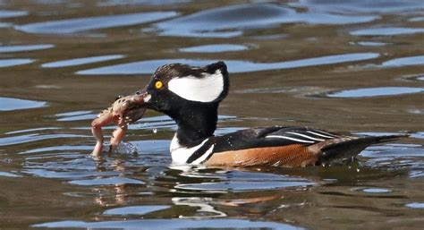 Hooded Merganser Duck, Hunting