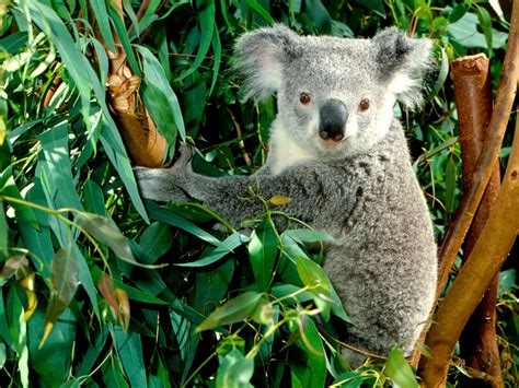 ANIMAL WORLD: Koala Fact's / Info And Beautiful Photos/Images 2013