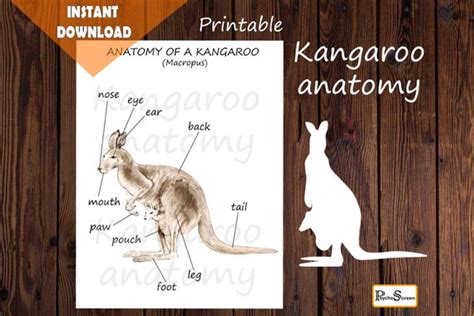 Kangaroo anatomy Body parts Diagram Australian animals | Etsy