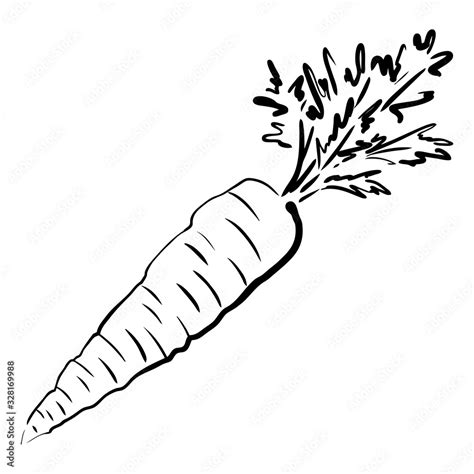 Carrot sketch vector illustration. Ripe vegetable hand drawn. Organic diet food isolated on ...