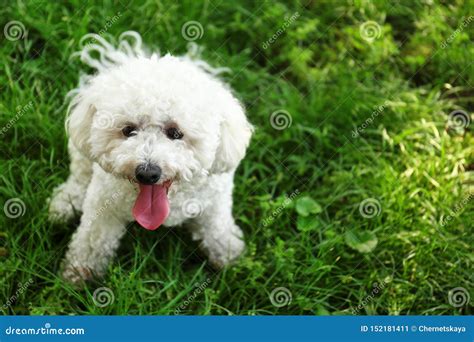 Cute Fluffy Bichon Frise Dog on Green Grass in Park Stock Image - Image of animal, garden: 152181411