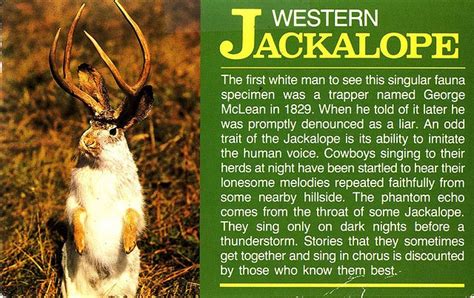 Western Jackalope Postcard | Jackalope, Legends and myths, Science nature