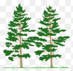 Pine Tree Transparent Sticker - Pine Tree No Background Emoji,Pine Tree ...