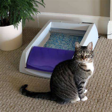 PetSafe ScoopFree Ultra Litter Box Review: Wishful Thinking