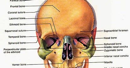 Brave New World: Brow Bone- Supraorbital Foramen