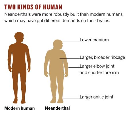 neanderthal-comparison.jpg : Nature News & Comment