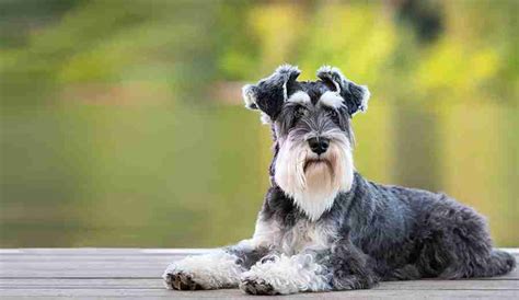 Miniature Schnauzer Feeding Guide | Hypro Premium