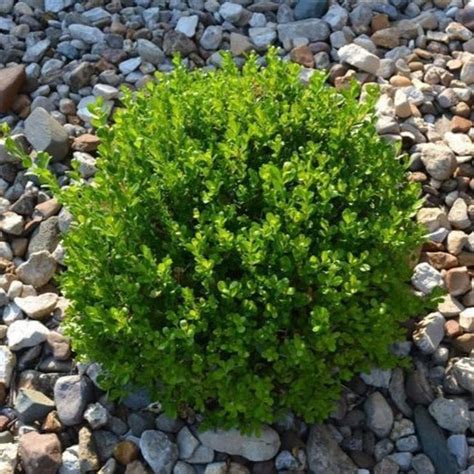 Winter Gem Boxwood | Winter Gem Boxwood for Sale - PlantingTree